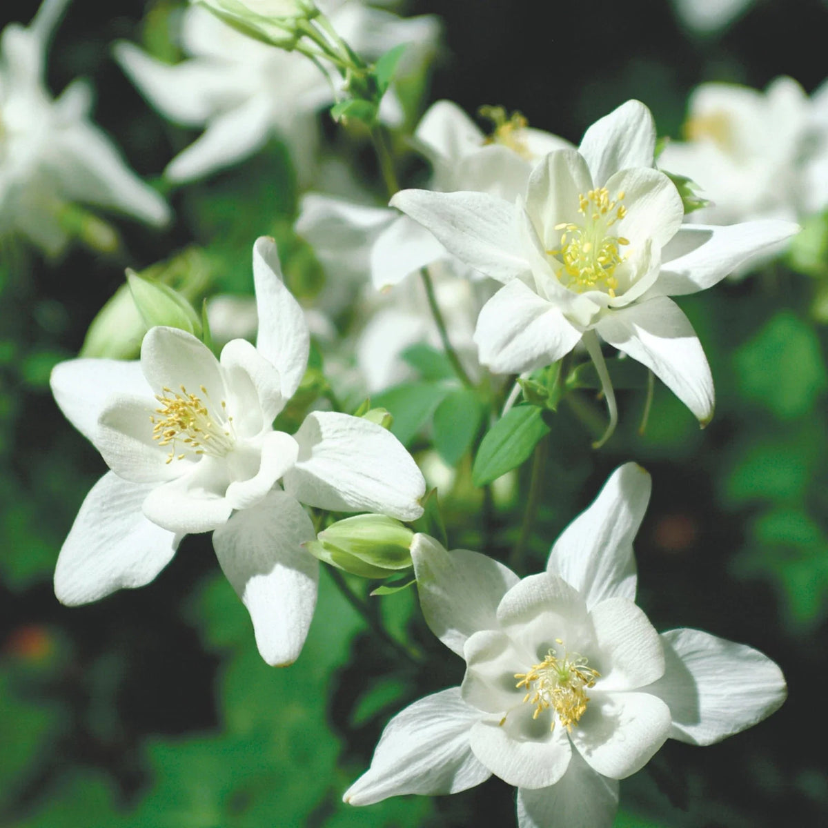Columbine Seeds Packet | Crystal Star Variety | Non-GMO | Aquilegia caerulea | Attracts Butterflies & Hummingbirds