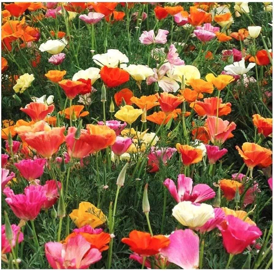 California Poppy Seeds - 250+ Mission Bells Flower Seeds - Eschscholzia californica - Vibrant Colors for Garden