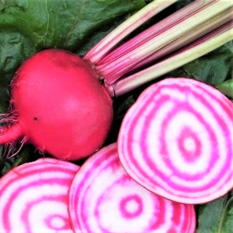 Chioggia Beet Seeds | Candy Cane Striped Pink Beets | Beta vulgaris | Non-GMO Heirloom Vegetable Seeds