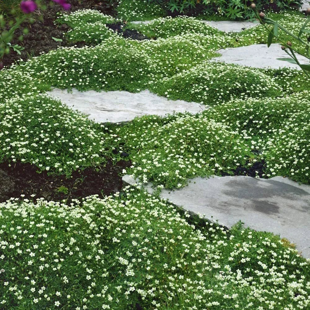 Irish Moss Seeds for Planting - Ground Cover with Attractive Blooms - Sagina subulata - Low Maintenance, Shade Tolerant