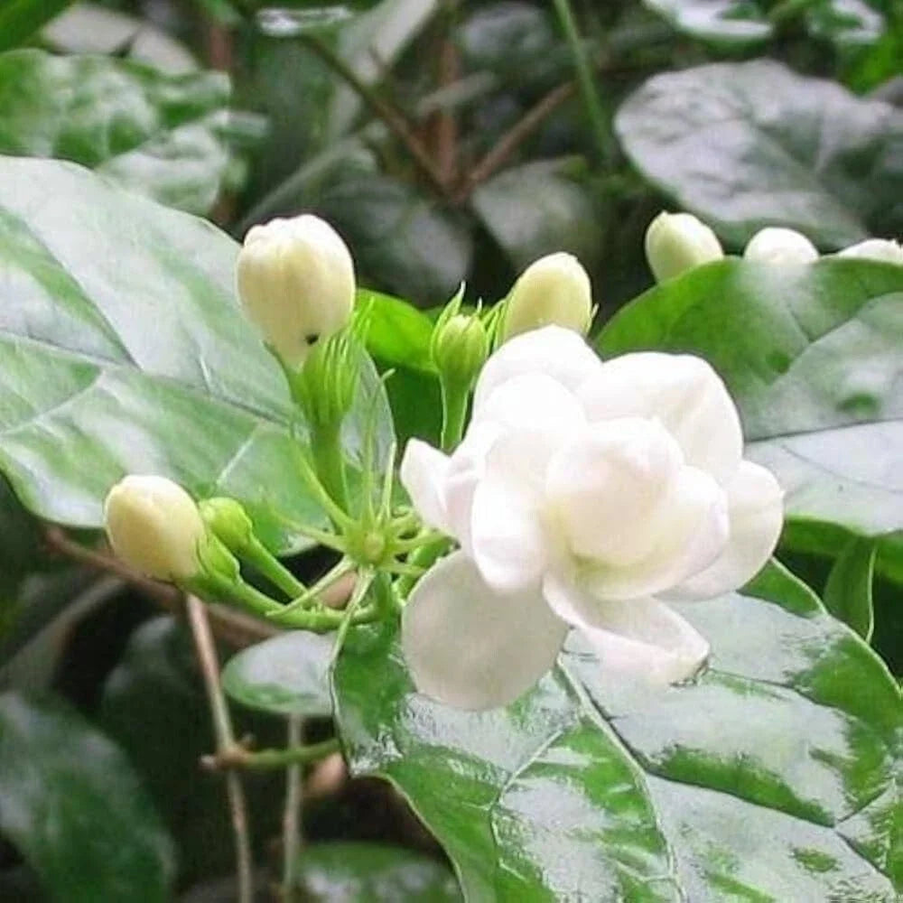 Arabian Jasmine Plant in Pot with Buds - Jasminum sambac - Indoor/Outdoor Flowering Houseplant - Fragrant White Flowers