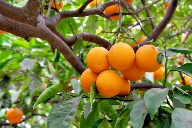 California Navel Orange Scions Cuttings 6-8in for Rooting Grafting Citrus sinensis - Premium Fruit Tree Propagation