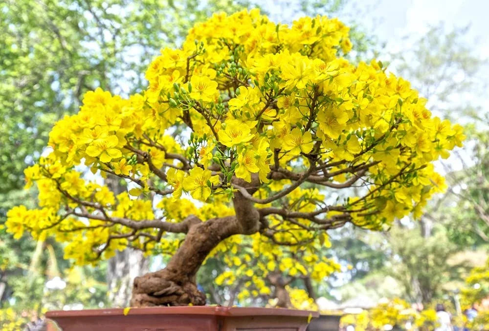 Apricot Bonsai Tree Seeds - 3 Large Seeds for Planting - Yellow Flowers - Prunus armeniaca - Perfect for Indoor Gardening