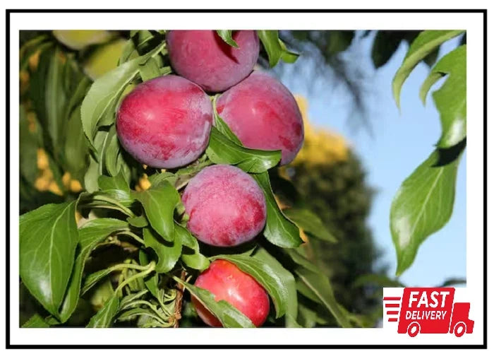 Dwarf Santa Rosa Plum Tree - Bare Root Compact Fruit Tree - Prunus domestica 'Santa Rosa' - Sweet Plums, Easy Care