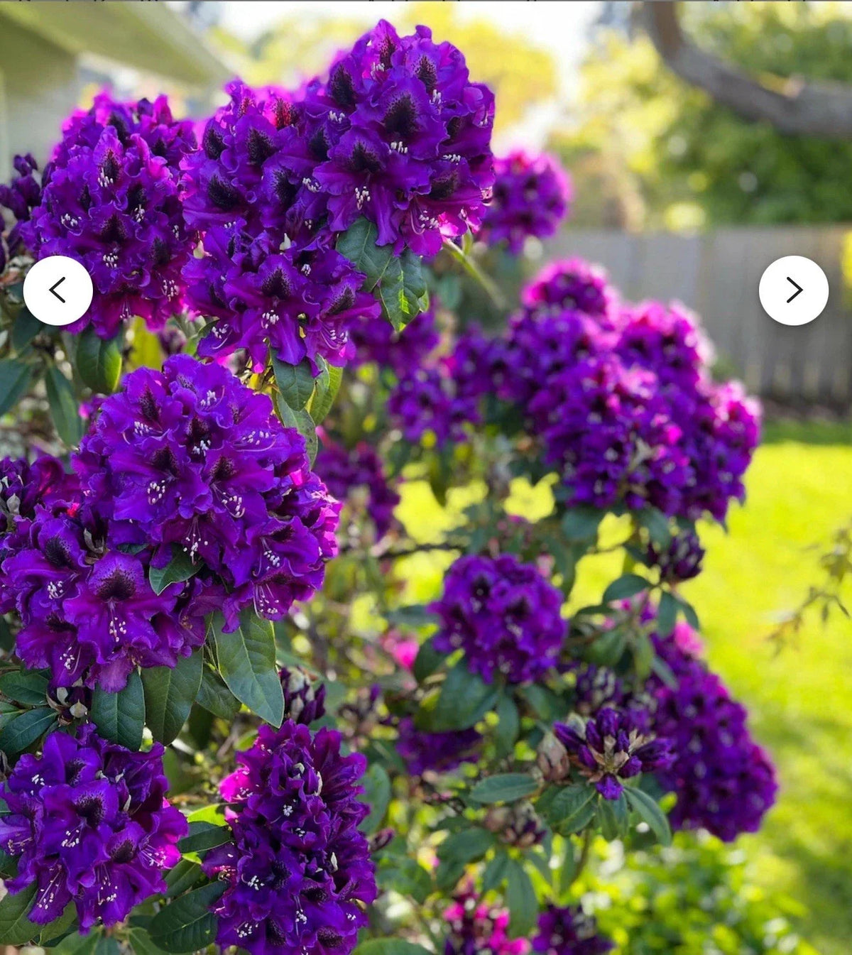Rhododendron Starter Plant 4-Inch Florence Parks Rare Variety Rhododendron spp. Well-Rooted for Gardens