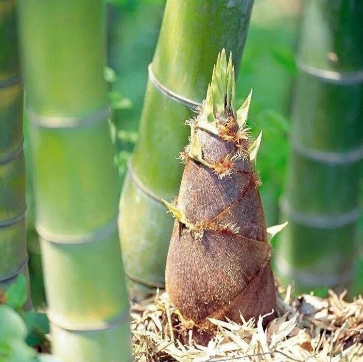 Giant Moso Bamboo Seeds 50 Pack - Edible Perennial Evergreen - Phyllostachys edulis - USA Gardening Supplies