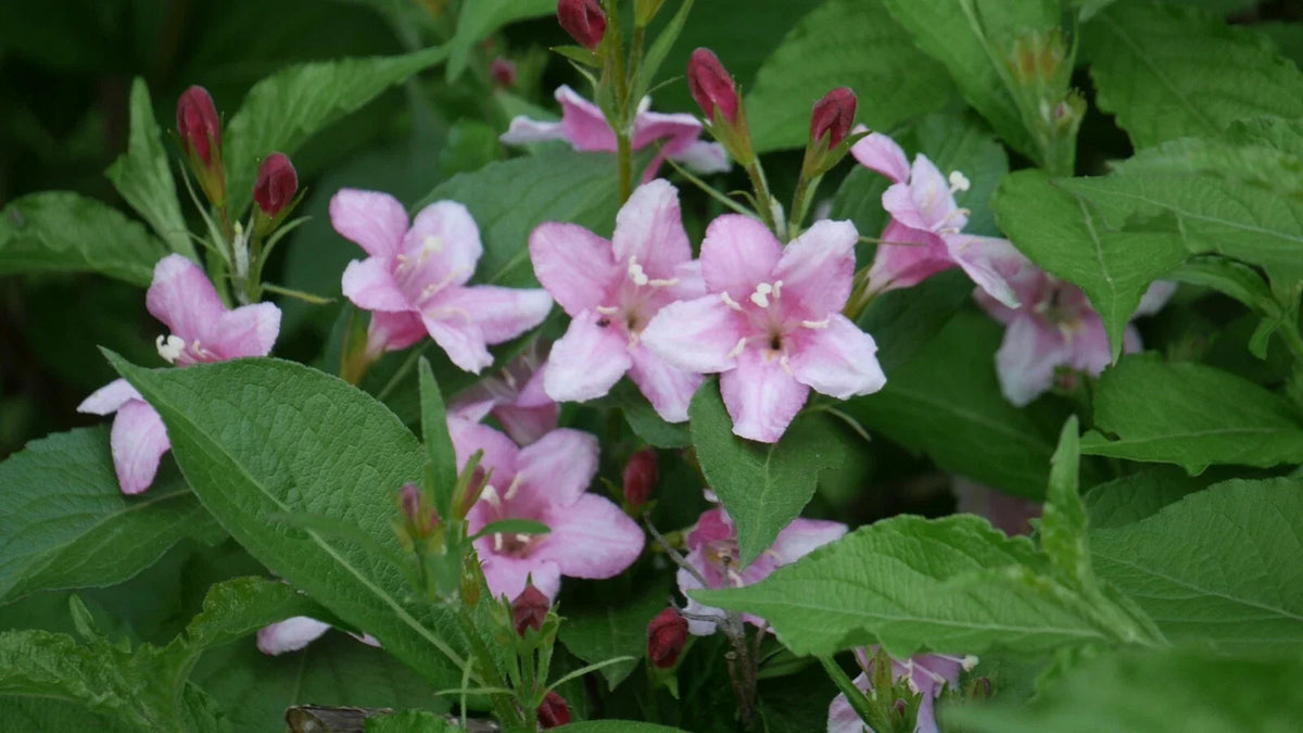 Four O'Clocks Seeds, 25 Seeds, Marvel of Peru, Colorful Annual Flowers, Mirabilis jalapa, Easy to Grow Garden Seeds