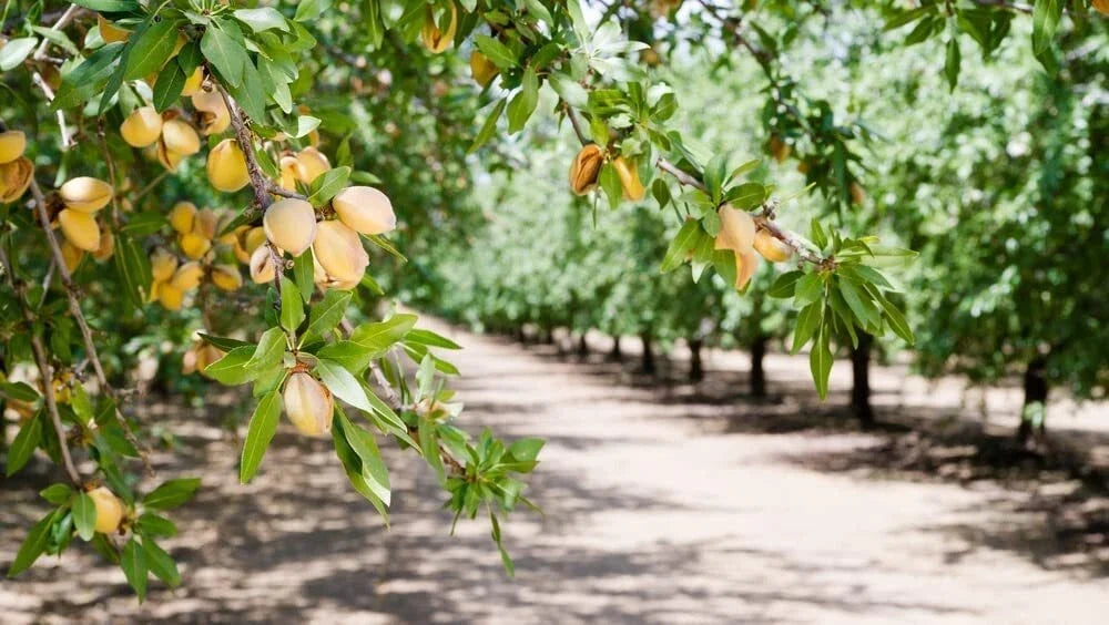 Almond Tree Seeds - 10 Organic Seeds - Prunus dulcis - Delicious Nut Variety for Home Gardeners