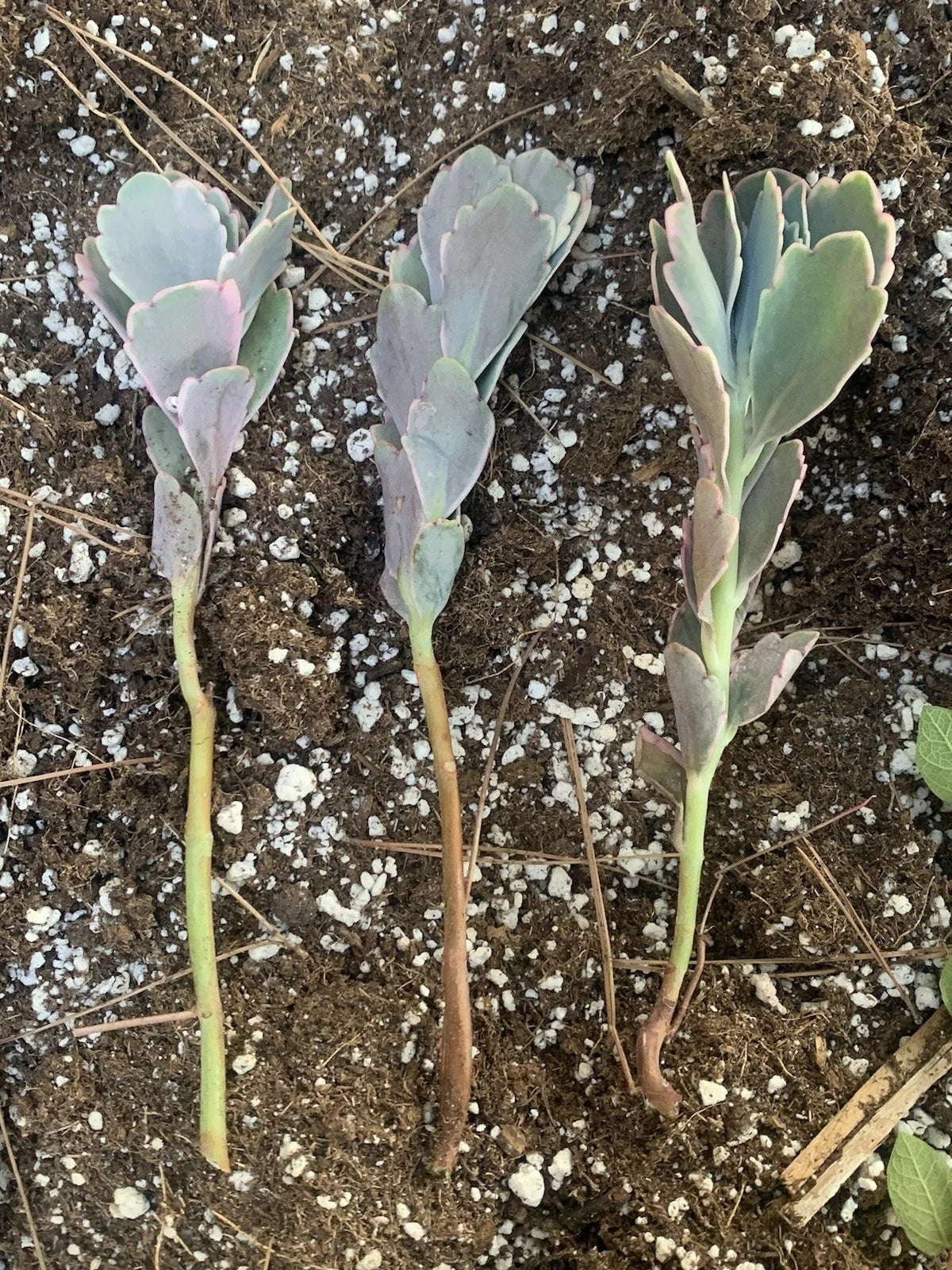 Kalanchoe Cuttings 3 Live Cuttings Lavender Scallops Kalanchoe fedtschenkoi Succulent for Propagation and Indoor Gardening