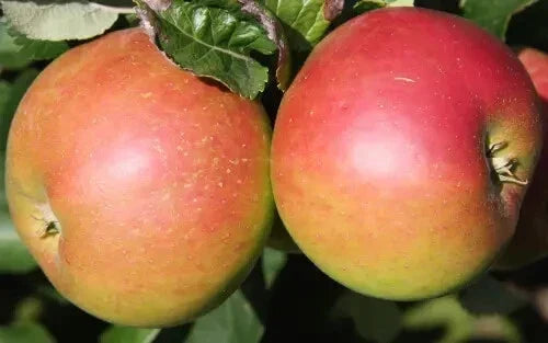 Annie Elizabeth Apple Seeds - 25+ Count - Malus domestica - Non-GMO Heirloom Variety for Home Gardens