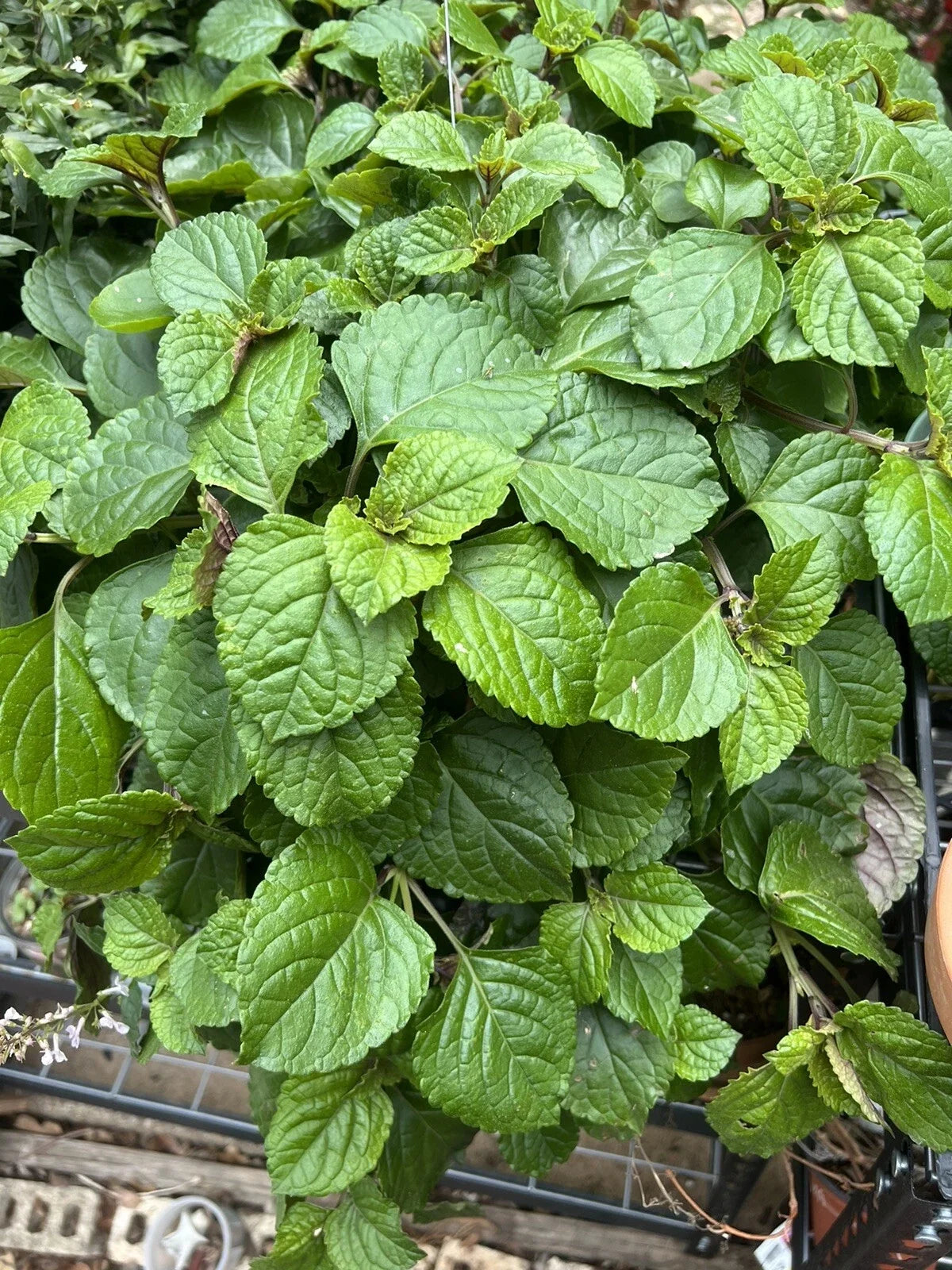Swedish Ivy Cuttings - 5+ Live Creeping Charlie - Plectranthus Australis - Easy Care Indoor Plant - Lush Green Foliage