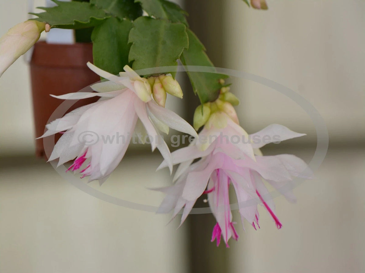 Thanksgiving/Christmas Cactus Cuttings - White Blooms - Schlumbergera truncata - No Roots - Indoor Gardening