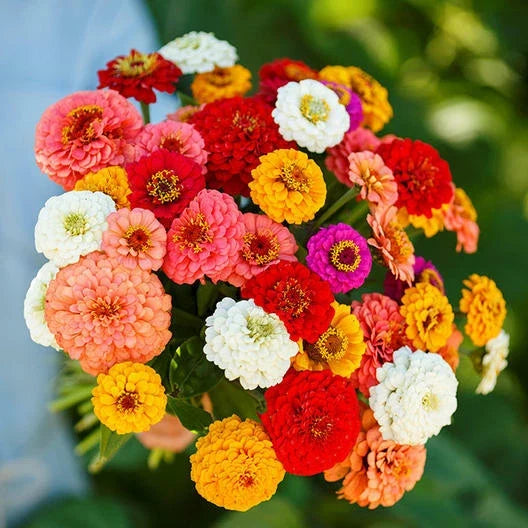 Zinnia Seeds 200 Count Pumila Mix for Butterflies & Hummingbirds - Zinnia elegans, Cut and Come Again Blooms
