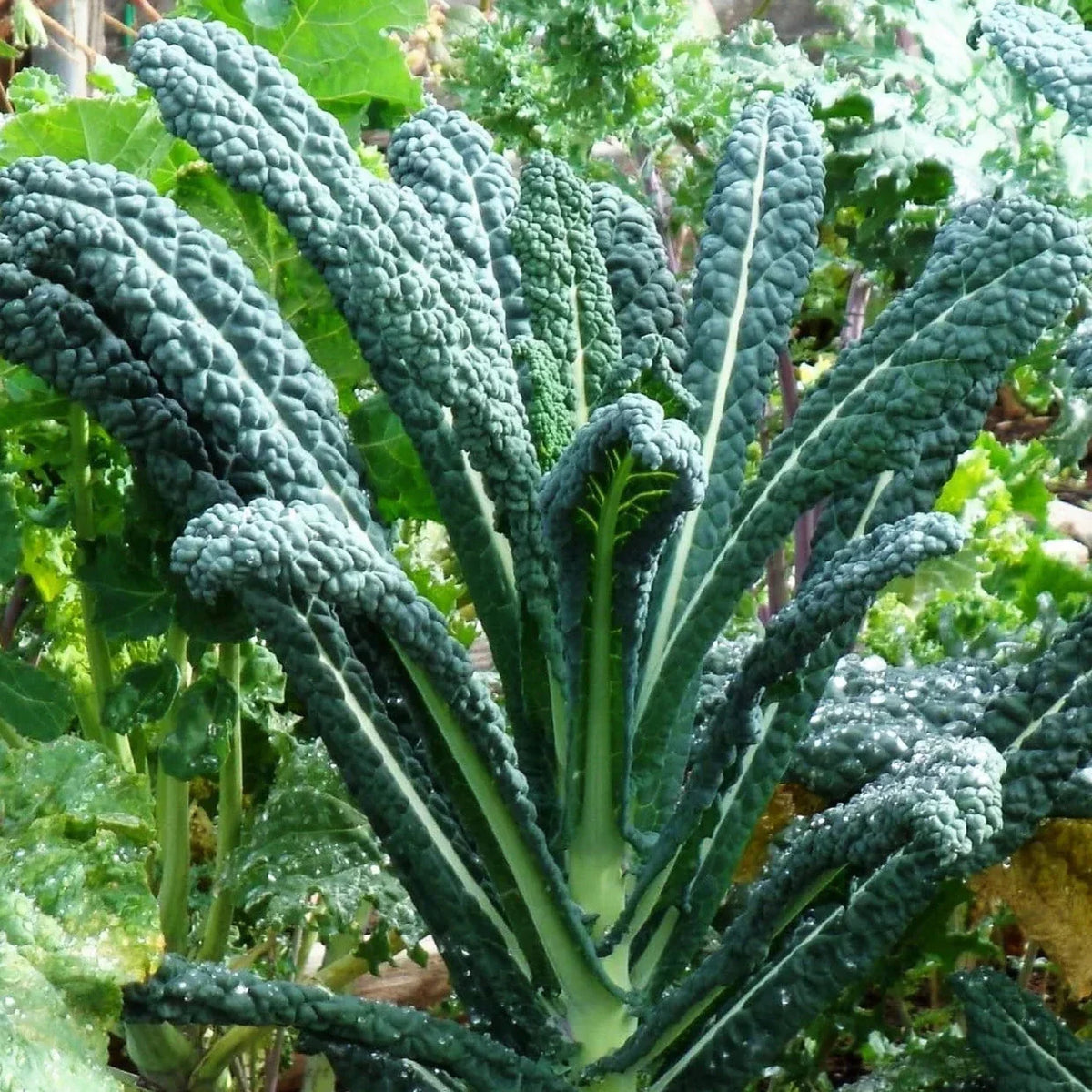 Lacinato Kale Seeds - Pack of 100 - Italian Tuscan Variety - Brassica oleracea var. sabellica - Non-GMO Organic