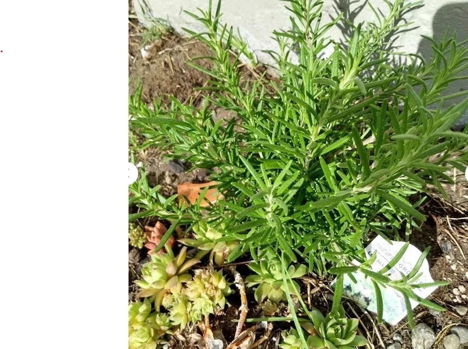 Rosemary Cuttings - 5 Organic Live Clippings for Rooting - Salvia Rosmarinus Herb Plant - Aromatic Culinary Herb