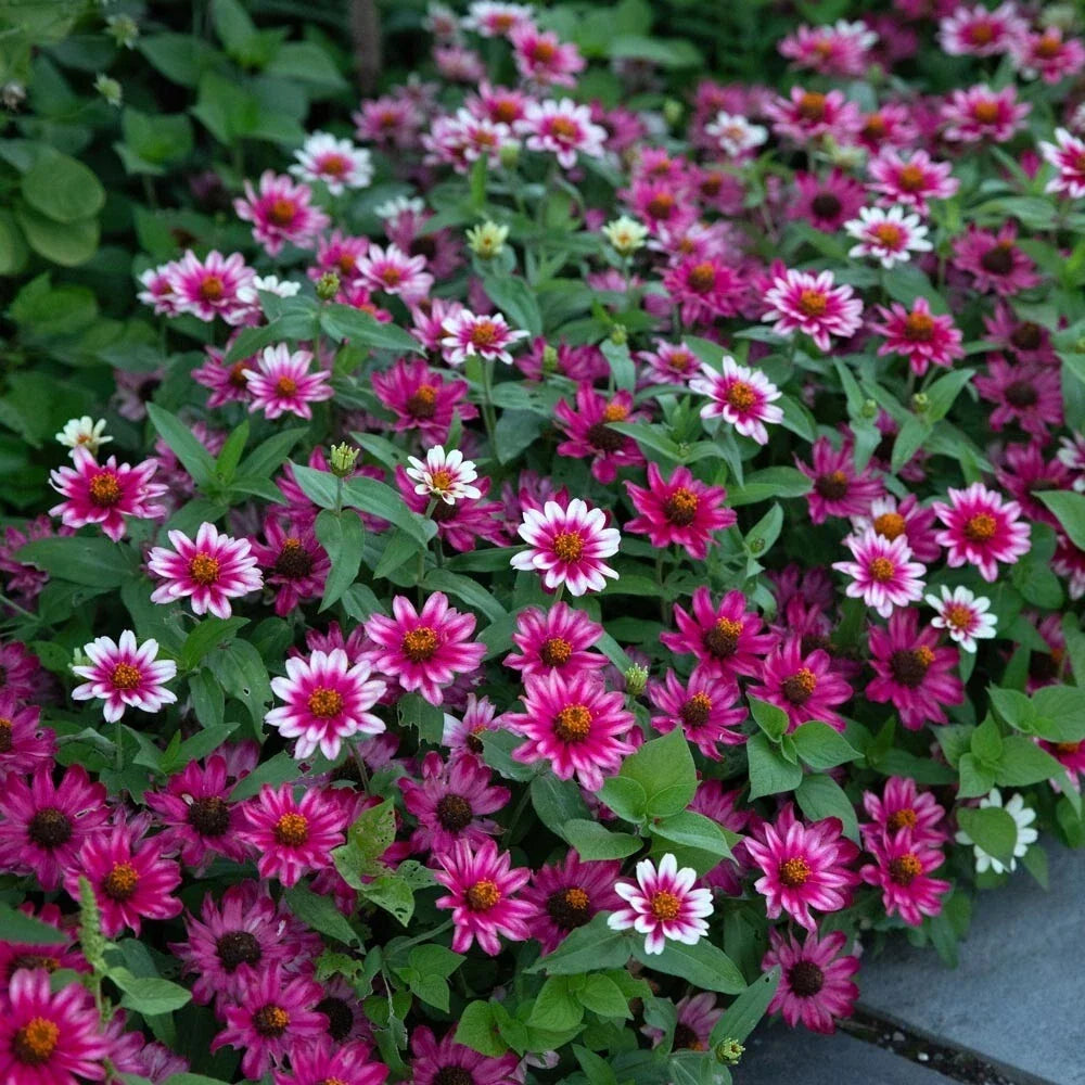 Profusion Cherry Bicolor Zinnia Seeds - 100 Pack - Zinnia elegans - Vibrant Cherry Red & Bicolor Blooms for Garden Planting