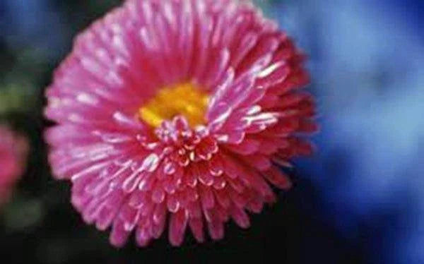 Aster Flower Seeds 100 Count Rainbow Variety Vivid Blooms Aster amellus Non-GMO for Vibrant Garden Display