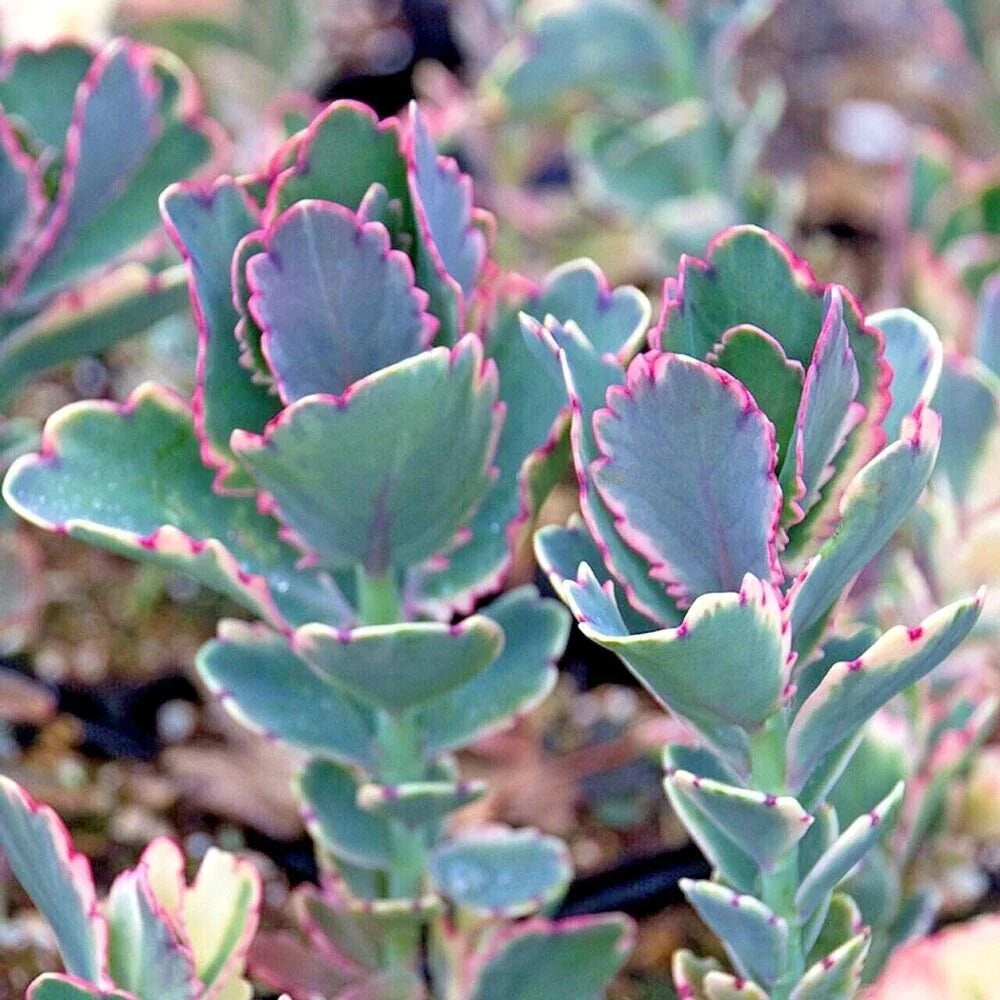 Kalanchoe Plant - Lavender Scallops - Succulent Houseplant - Kalanchoe fedtschenkoi - Indoor Outdoor Decor - Low Maintenance