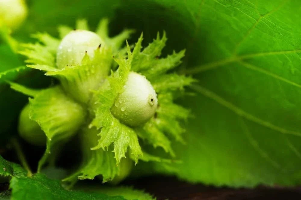 American Hazelnut Tree Seeds - 50+ Edible Nut Seeds - Corylus Americana - Native, Hardy, Low Maintenance