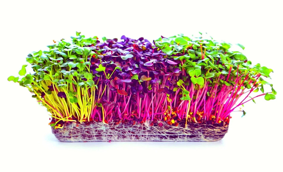 Microgreens Seeds Trio - 600 Total Seeds - Alfalfa, Radish, Red Amaranth - Medicago sativa, Raphanus sativus, Amaranthus cruentus