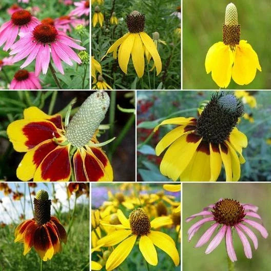Coneflower Seed Mix - 1500+ Seeds - Echinacea Perennials - Conehead Variety - Attracts Pollinators - Vibrant Colors