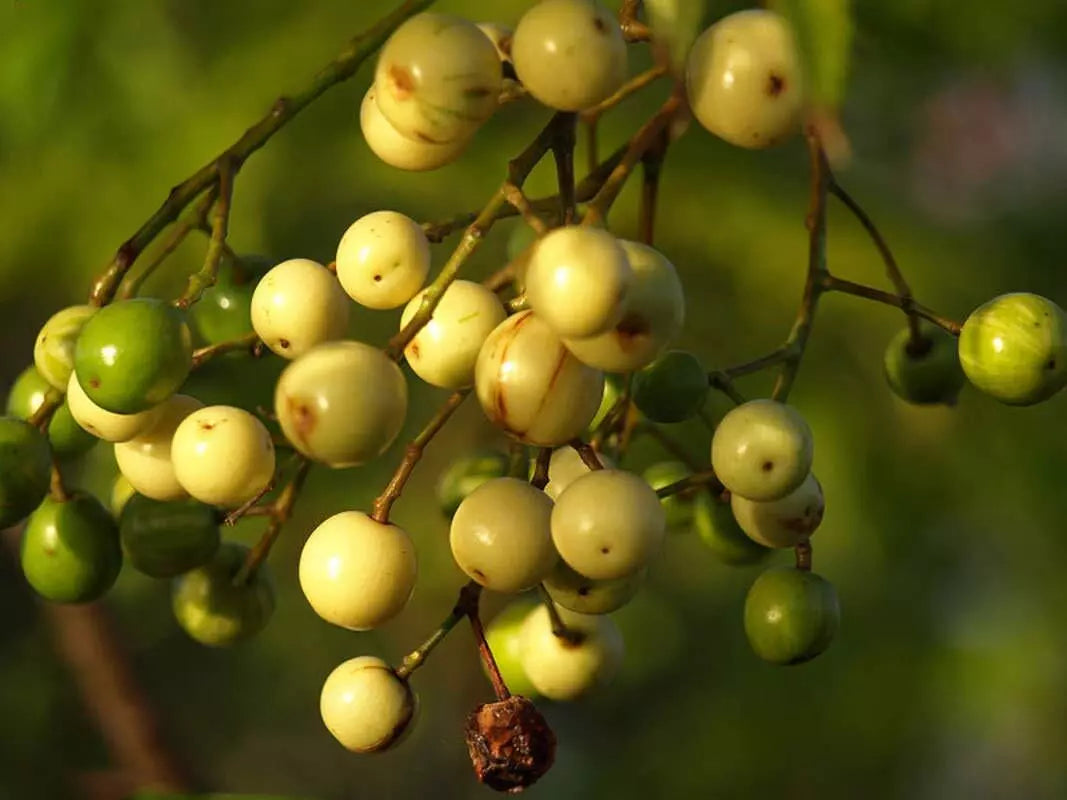 Chinaberry Tree Seeds 20 Pack - Melia Azedarach - Pride Variety - Fast Growing, Fragrant Flowers, Low Maintenance