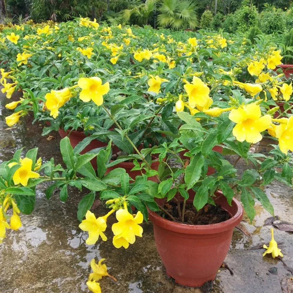 Yellow Allamanda Live Plants - 2 Plug Size Starter Plants - Allamanda cathartica - Vibrant Yellow Blooms