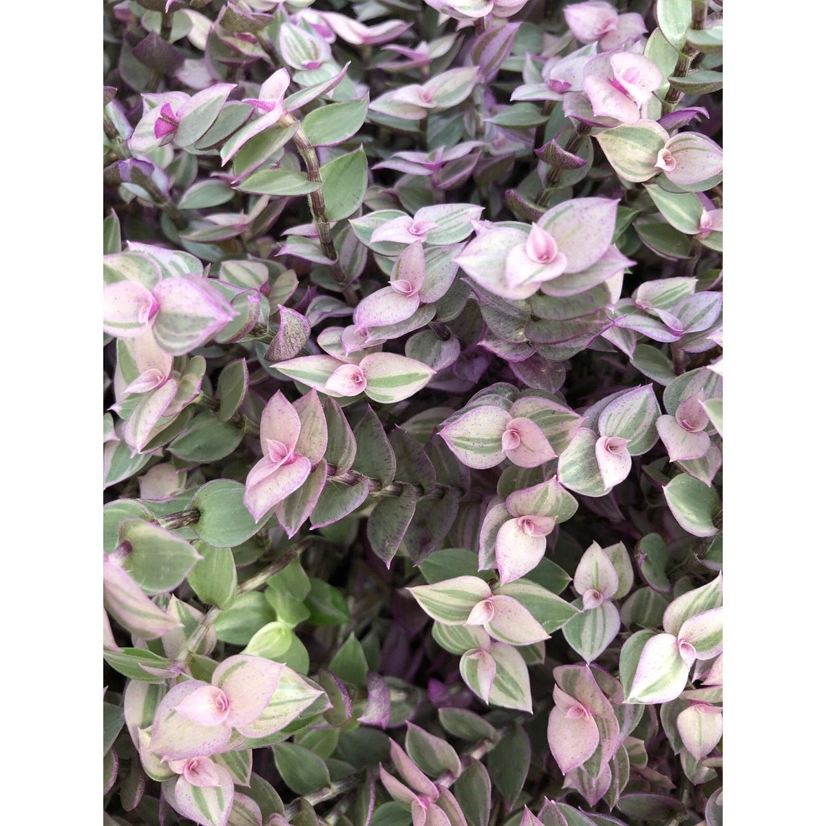 Vibrant Tradescantia Pink Lady Cuttings - 10 Rooted Cuttings - Tradescantia albiflora 'Pink Lady' - Easy Care Indoor Plant