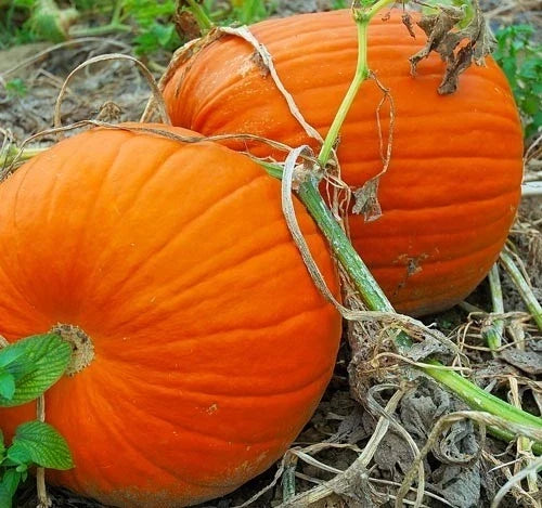 Large Heirloom Pumpkin Seeds - Flat Bottom, Thick Flesh - Cucurbita pepo - Ideal for Carving & Cooking - 10 Seeds Per Packet