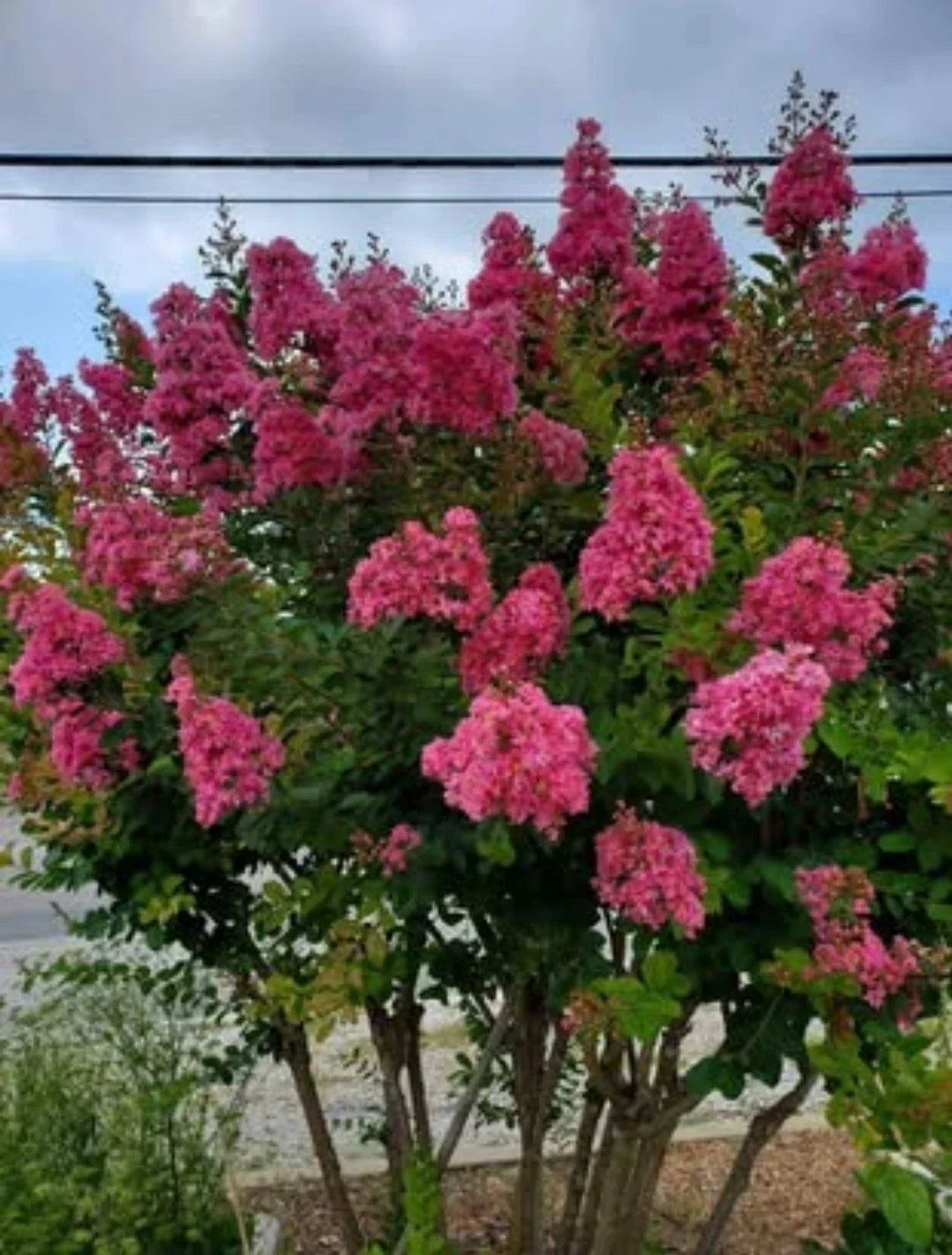 Pink Velour Crape Myrtle Cuttings, No Roots, Lagerstroemia indica, Live Plant Propagation Material for Gardeners