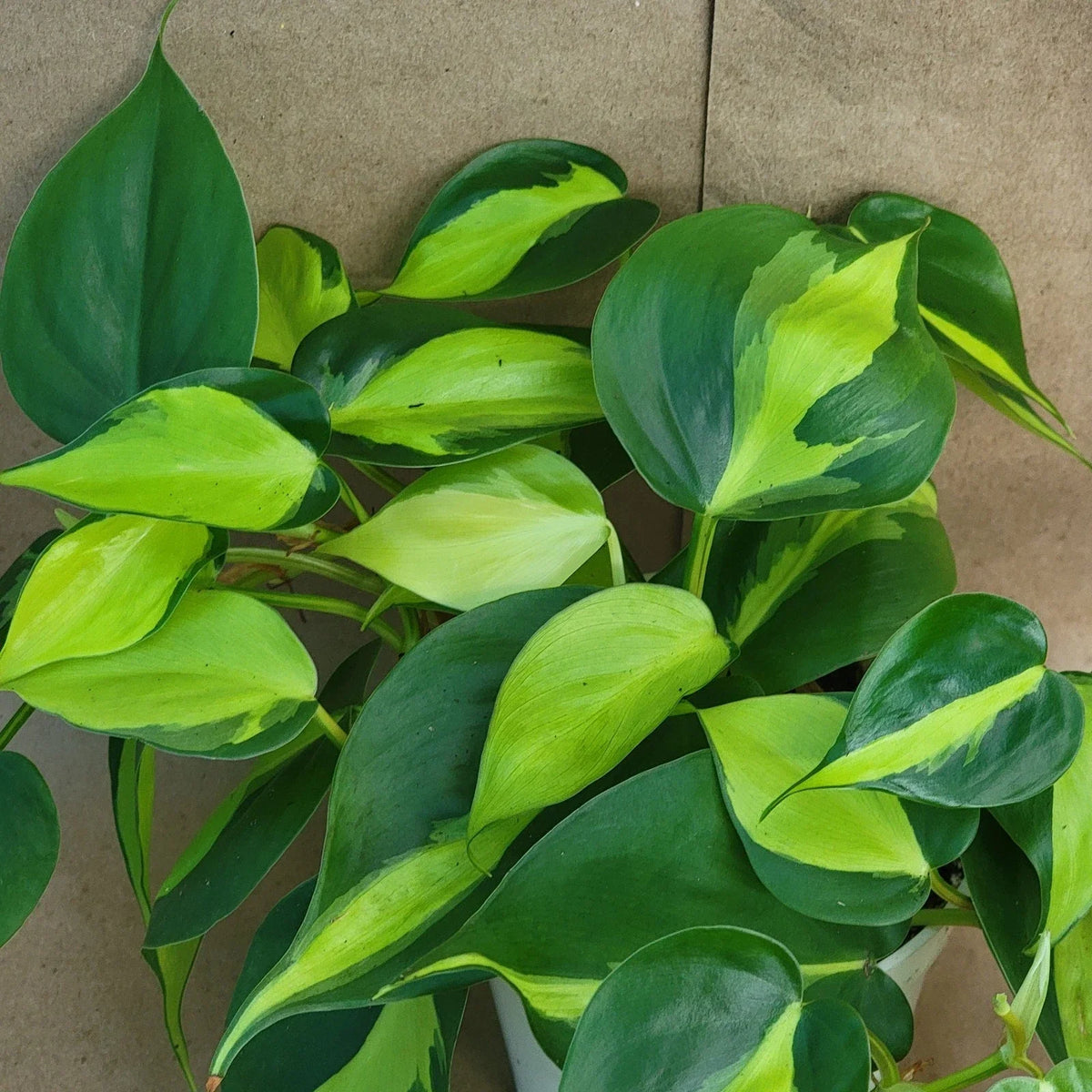 Philodendron Brasil - 3 Inch Pot | Variegated Tropical Houseplant | Philodendron hederaceum 'Brasil'