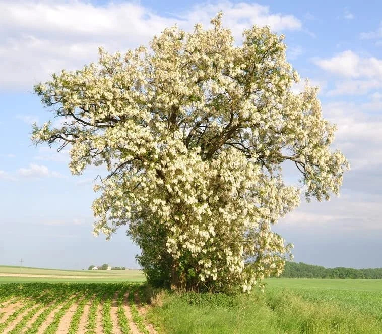 Black Locust Tree Seeds - 50 Pack for Planting - Robinia pseudoacacia - Fast-Growing, Fragrant White Flowers, Drought-Resistant