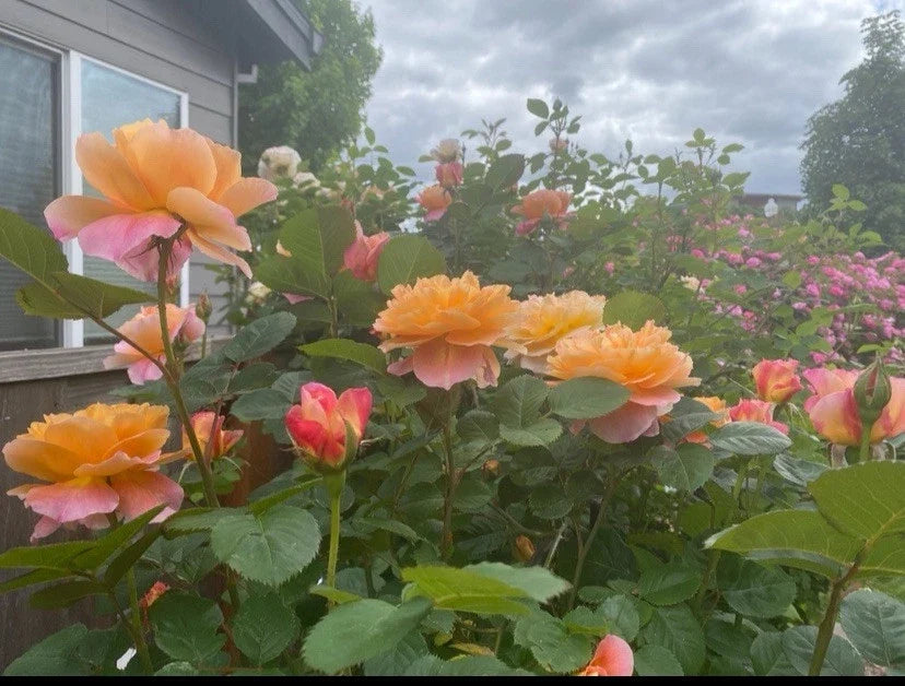 Heirloom Live Rose Cuttings - 5-8" Fresh Unrooted - The Impressionist™ - Rosa spp. - 3 Stems for Easy Propagation