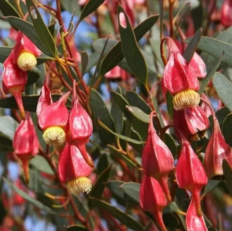 Fuchsia Gum Tree Seeds (10 Seeds) - Eucalyptus forrestiana - Vibrant Australian Native Tree Seeds for Planting