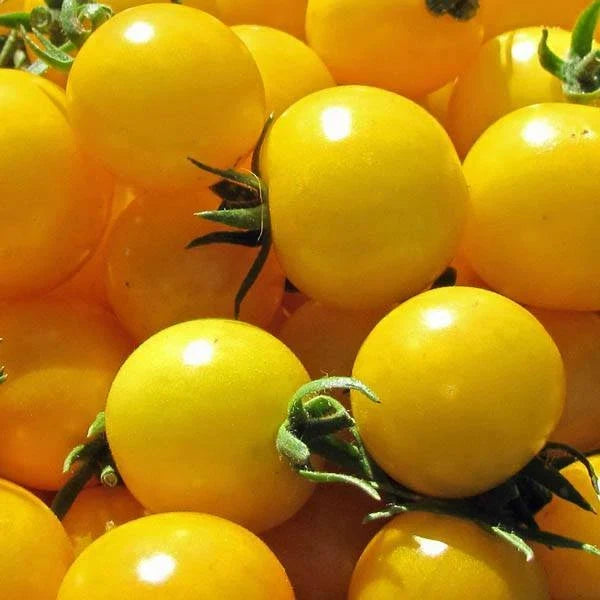Golden Nugget Tomato Seeds - 25 Heirloom Seeds - Sweet & Juicy - Solanum lycopersicum - Ideal for Container Gardening