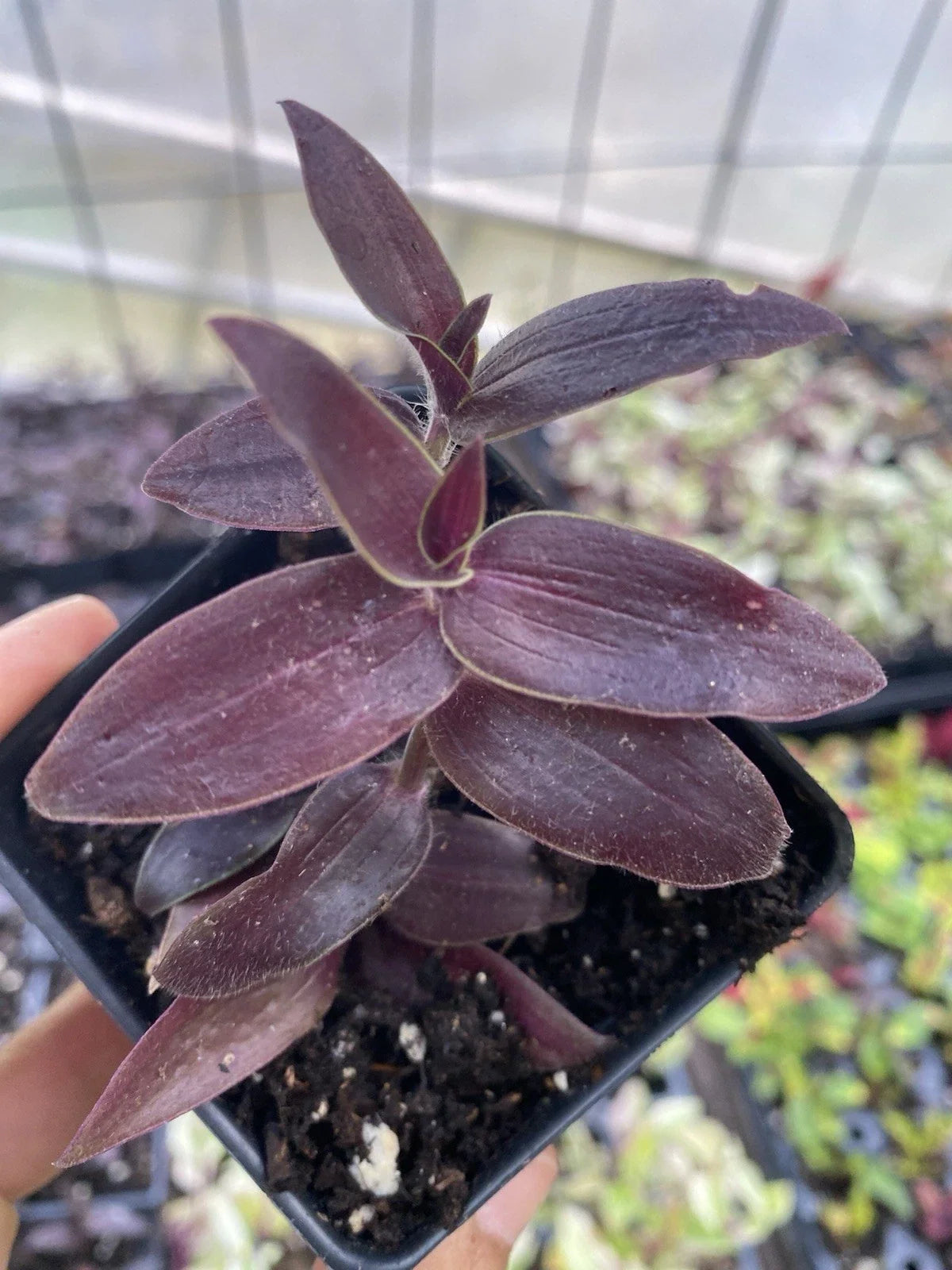 Dark Desire Wandering Dude Plant, 3” Pot, Rare Tradescantia sp., Unique Foliage, Indoor Houseplant Decor
