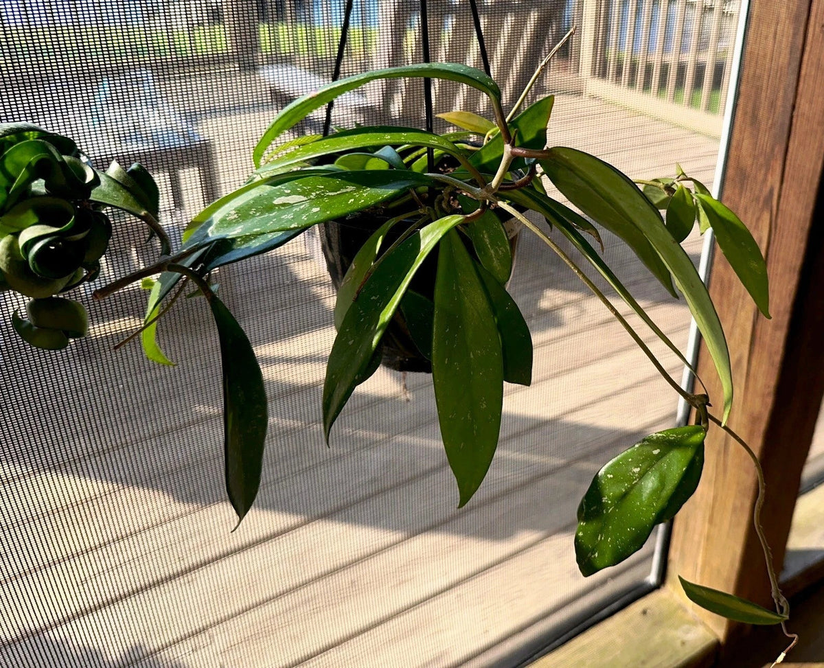 Hoya Publicalyx Hanging Basket Set - 3 Established Plants - Indoor/Outdoor Decor - Hoya pubicalyx - Easy Care Greenery