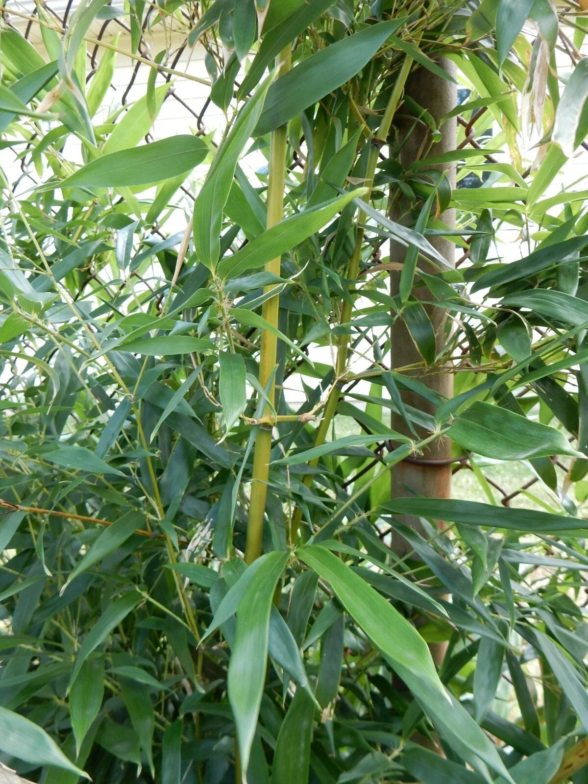 Fargesia Robusta "Wolong" Bamboo Plant - 8" to 10" Tall - Hardy Clumping Bamboo for Privacy - Non-Invasive Garden Plant