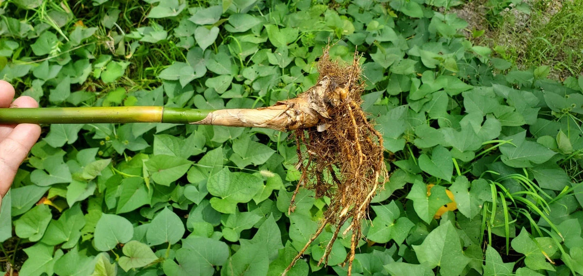 Golden Goddess Bamboo Starts - 5 Pack, Cold Tolerant Clumping Plant, Bambusa Multiplex, Ideal for Privacy Screens