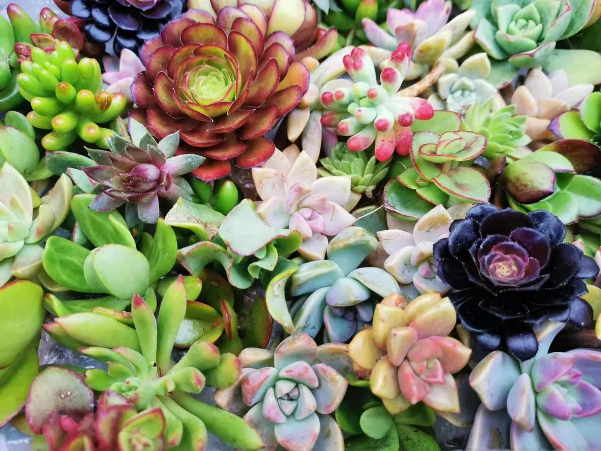 100 Assorted Succulent Cuttings - 20 Varieties - Ideal for DIY Arrangements - Various (Echeveria, Sedum, Crassula)