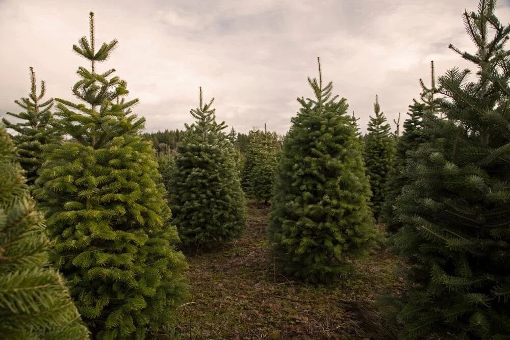 Douglas Fir Tree Seedlings - Live 1-Year Old Trees for Planting - Pseudotsuga menziesii - Evergreen Landscape Charm