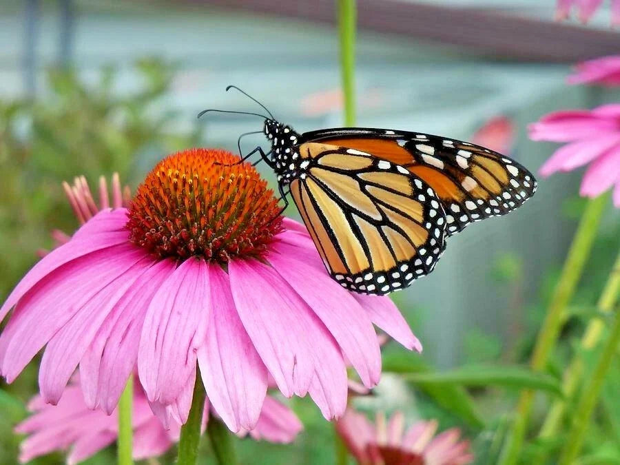 Purple Coneflower Seeds 1 oz - Echinacea purpurea - Medicinal Perennial Wildflower - Attracts Pollinators, Drought-Tolerant