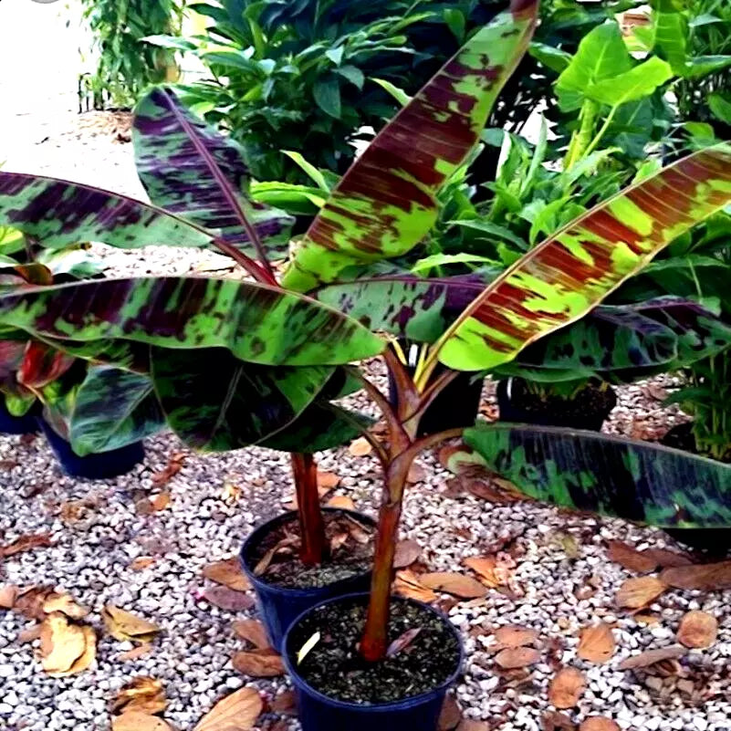 Musa sikkimensis Banana Seeds - 5 Pack - Red Tiger Darjeeling Variety - Hardy for Zone 5 - Tropical Garden Planting