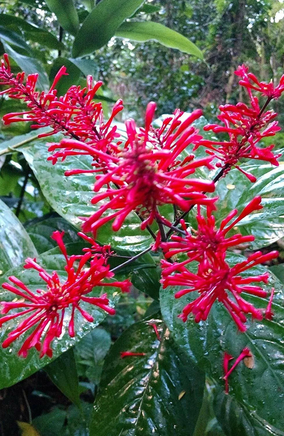 Fire Spike Red Plant - Rooted Starter - Odontonema strictum - Hummingbird Attracting Perennial