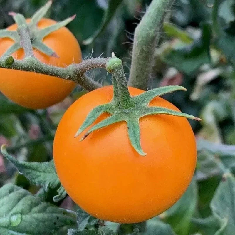 Orange Cherry Tomato Seeds - 10+ Heirloom, Non-GMO, Organic - Solanum lycopersicum, Sweet Flavor, Garden Vegetable Seeds