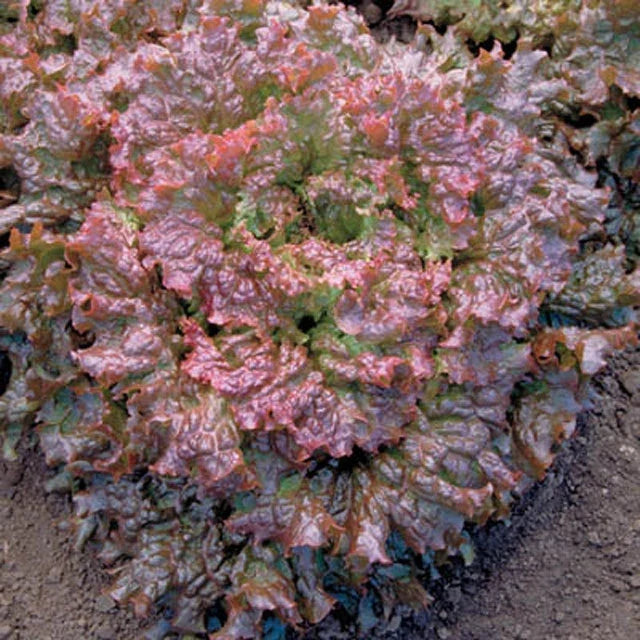 Organic Lettuce Seeds Packet - Red Sails Variety - Lactuca sativa - Ideal for Home Gardening & Salad Greens