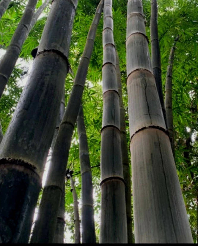 Black Timber Bamboo Rhizome - Nigra Daikokuchiku - Phyllostachys nigra - Fast-Growing Bare Root Plant for Privacy Screens