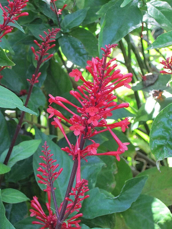 Fire Spike Red Rooted Starter Plant, Odontonema strictum, Hummingbird Attracting, Vibrant Blooms for Garden or Indoor Use