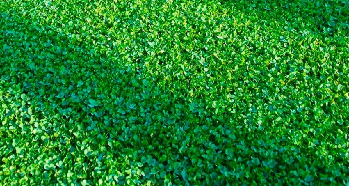Microclover Seeds 500 Count - Eco-Friendly Ground Cover, Drought-Resistant Trifolium repens var. minus for Lawn & Garden