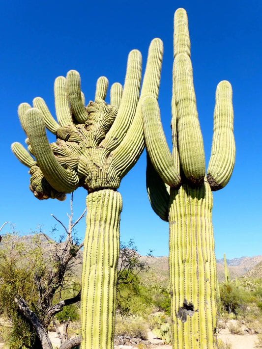 10 Cactus Seeds - Saguaro Giant Cactus, Carnegiea gigantea, Drought-Resistant Tree-like Succulent for Garden